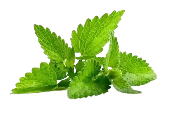 Scent leaf (Efirin)