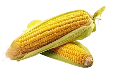 Sweet corn-Ⅹ3